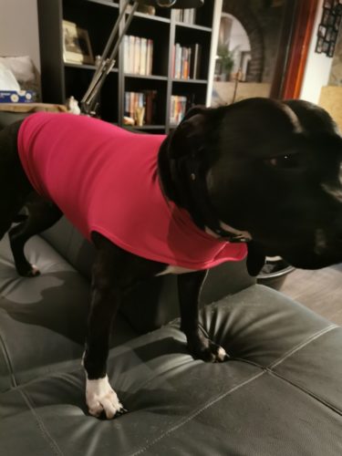 Calming Jacket™ - Anti Anxiety and Stress Relief Calming Coat for Dogs photo review