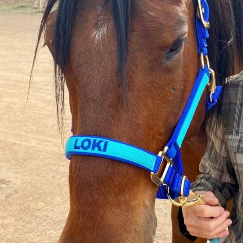 Custom Embroidered Horse Halter photo review
