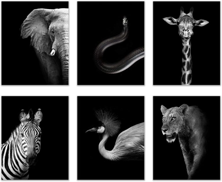 black and white safari animal prints