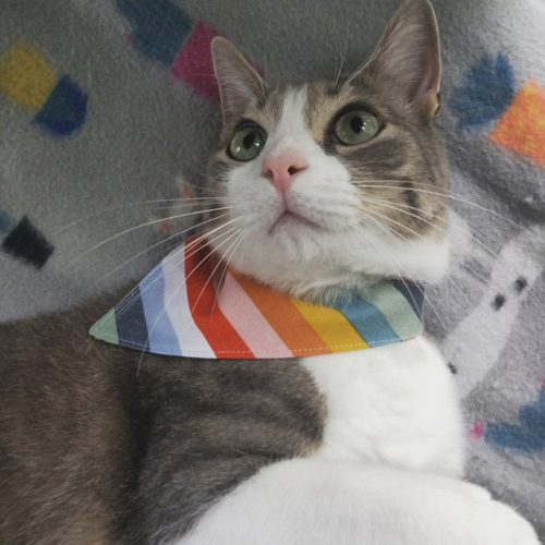 Reversible cat bandana Mushroom/Boho stripe, photo review